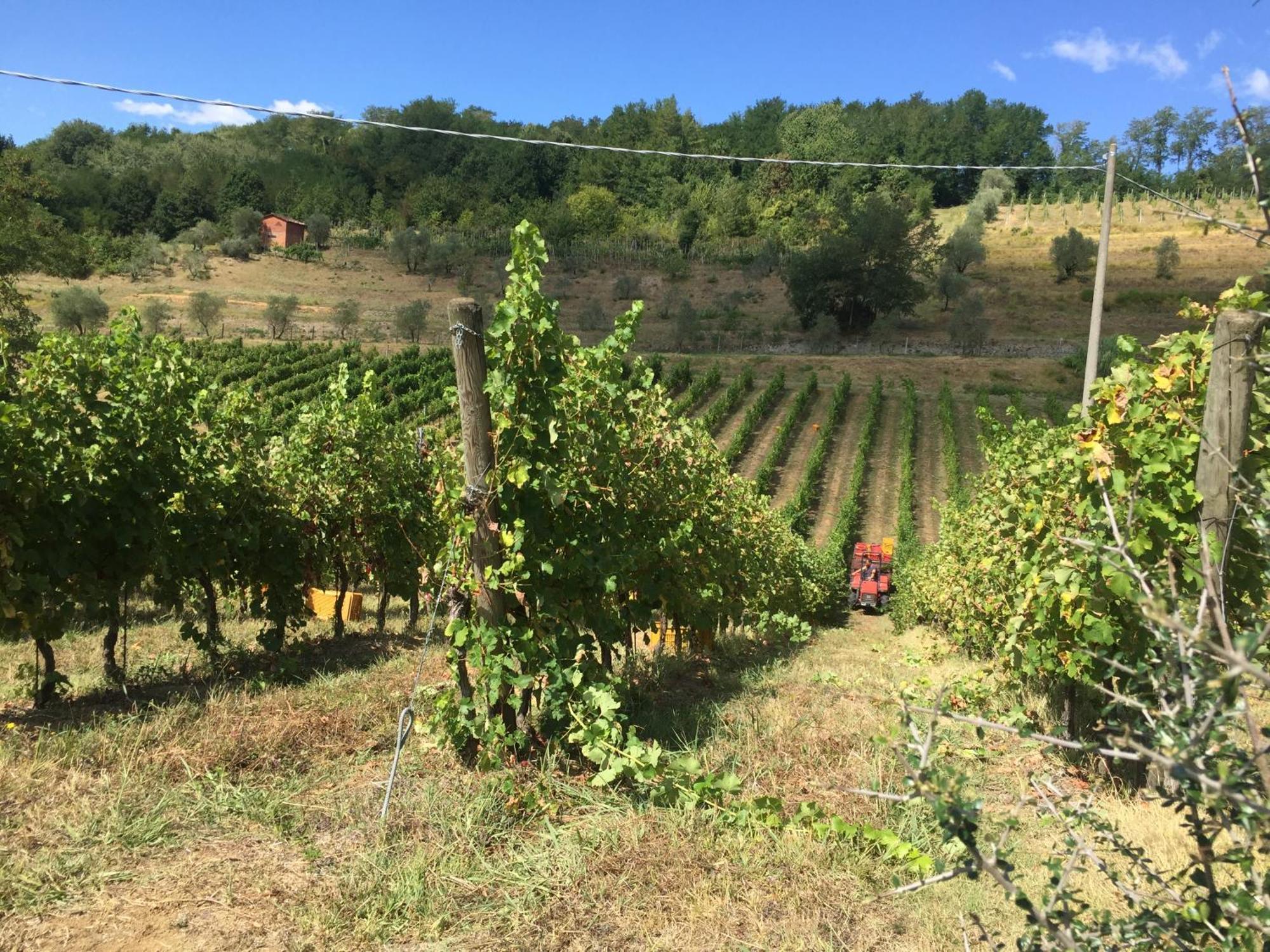 Agriturismo Il Bardellino Fivizzano Dış mekan fotoğraf